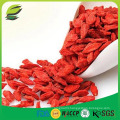 import goji berry seed from China